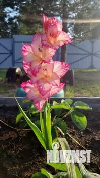 Дача 20м², 1-этажный, участок 6 сот.