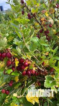 Дача 60м², 2-этажный, участок 8 сот.