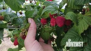 Дача 20м², 1-этажный, участок 6 сот.