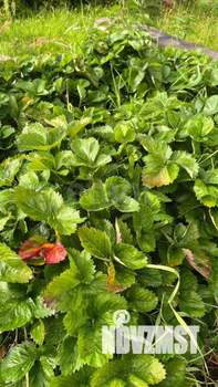 Дача 60м², 2-этажный, участок 8 сот.